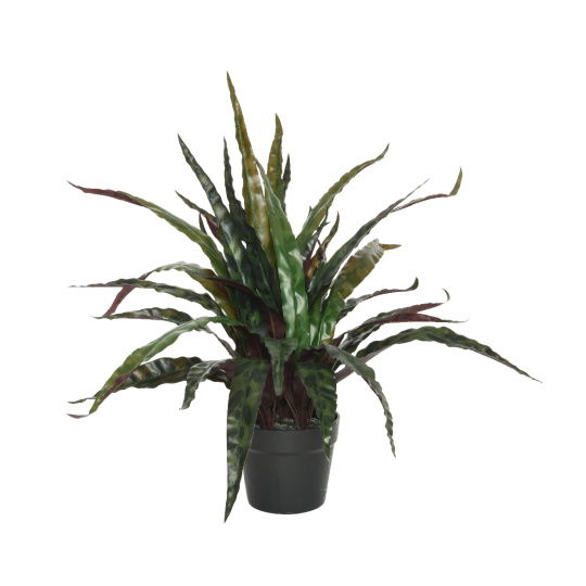 Calathea Σε Κασπώ Small Πράσινο 46cm