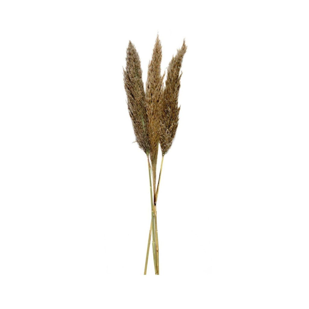 Andrea House - Αποξηραμένα Λουλούδια 3τμχ Pampas Natural 95cm