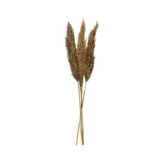 Andrea House - Αποξηραμένα Λουλούδια 3τμχ Pampas Natural 95cm