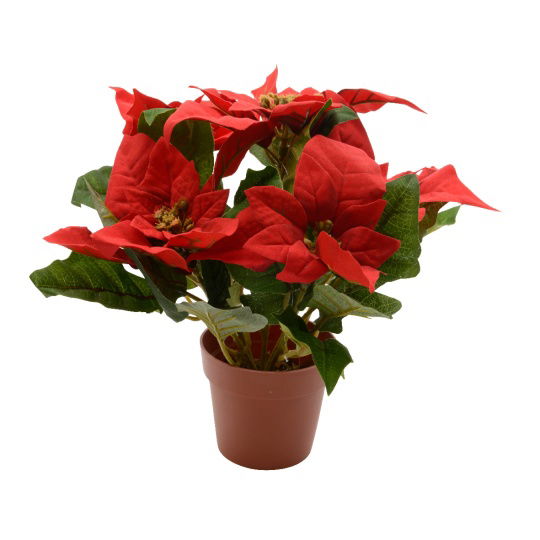 Poinsettia σε Γλάστρα Κόκκινο 16x27cm